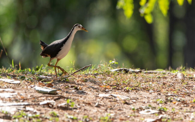 Râle à poitrine blanche (Amaurornis phoenicurus - White-breasted Waterhen) - Bangkok - Janvier 2025