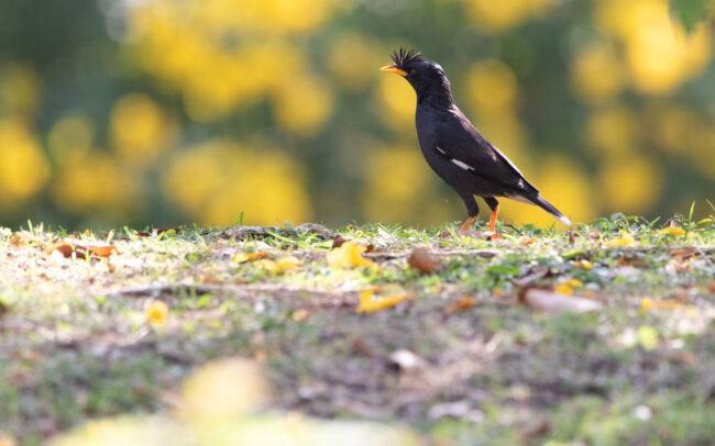Grand Martin (Acridotheres grandis - Great Myna) - Bangkok - Janvier 2025