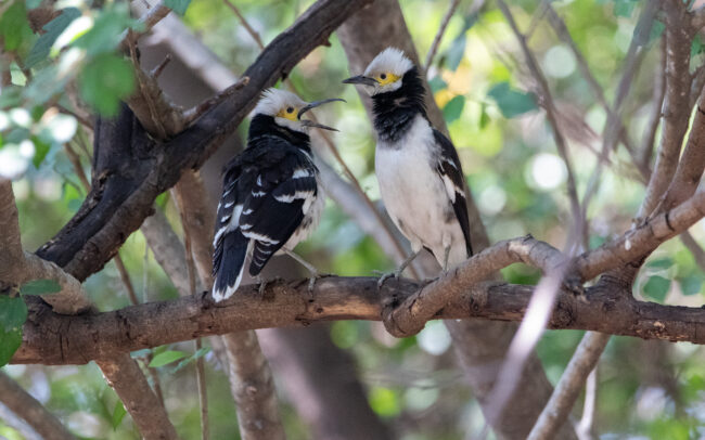 Étourneau à cou noir (Gracupica nigricollis - Black-collared Starling) - Bangkok - Janvier 2025