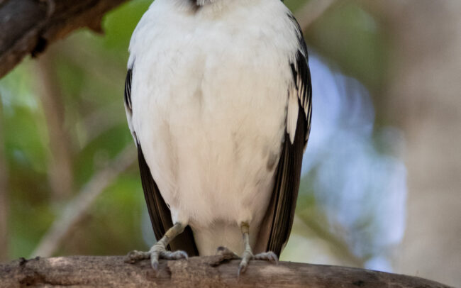 Étourneau à cou noir 2 (Gracupica nigricollis - Black-collared Starling) - Bangkok - Janvier 2025