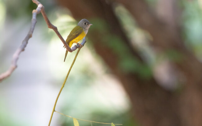 Gobemoustique à tête grise (Culicicapa ceylonensis - Grey-headed Canary-flycatcher) - Bangkok - Janvier 2025
