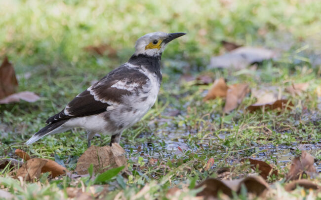 Étourneau à cou noir 3 (Gracupica nigricollis - Black-collared Starling) - Bangkok - Janvier 2025