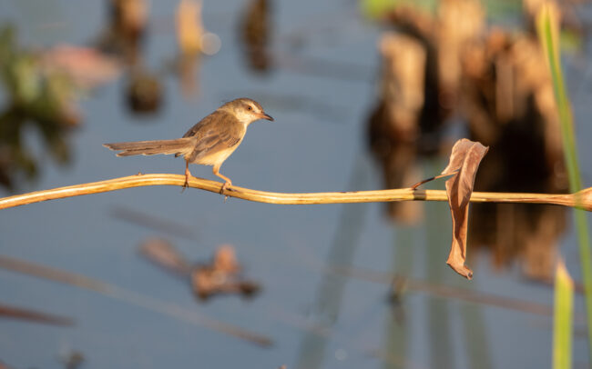 Prinia simple (Prinia inornata - Plain Prinia) - Bangkok - Janvier 2025