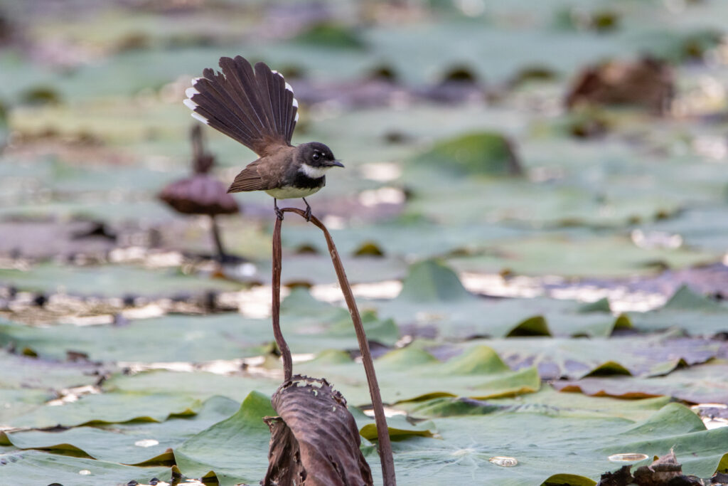 Rhipidure pie (Rhipidura javanica - Malaysian Pied Fantail) - Bangkok - Janvier 2025