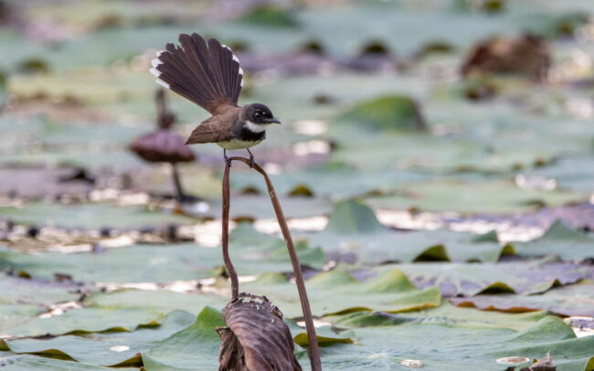 Rhipidure pie (Rhipidura javanica - Malaysian Pied Fantail) - Bangkok - Janvier 2025
