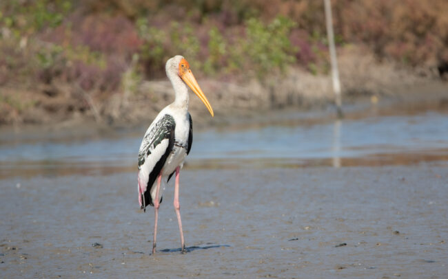 Tantale indien (Mycteria leucocephala - Painted Stork) - Bang Poo - Janvier 2025