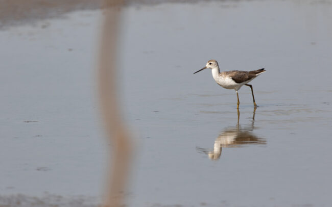 Chevalier stagnatile (Tringa stagnatilis - Marsh Sandpiper) - Bang Poo - Janvier 2025