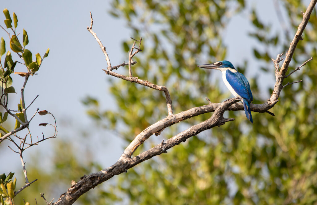 Martin-chasseur à collier blanc (Todiramphus chloris - Collared Kingfisher) - Bang Poo - Janvier 2025