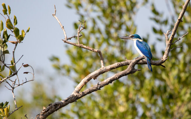Martin-chasseur à collier blanc (Todiramphus chloris - Collared Kingfisher) - Bang Poo - Janvier 2025