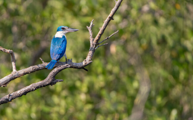 Martin-chasseur à collier blanc 2 (Todiramphus chloris - Collared Kingfisher) - Bang Poo - Janvier 2025