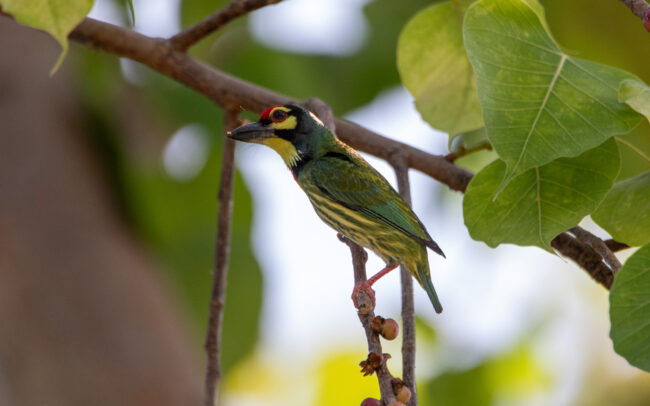 Barbu à plastron rouge (Psilopogon haemacephalus - Coppersmith Barbet) - Bangkok - Janvier 2025