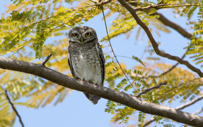 Chevêche brame (Athene brama - Spotted Owlet) - Bangkok - Janvier 2025