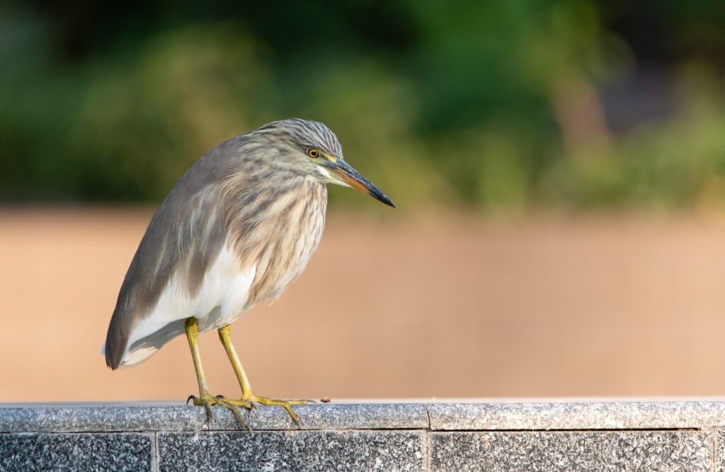 Crabier chinois (Ardeola bacchus - Chinese Pond Heron) - Bangkok - Janvier 2025