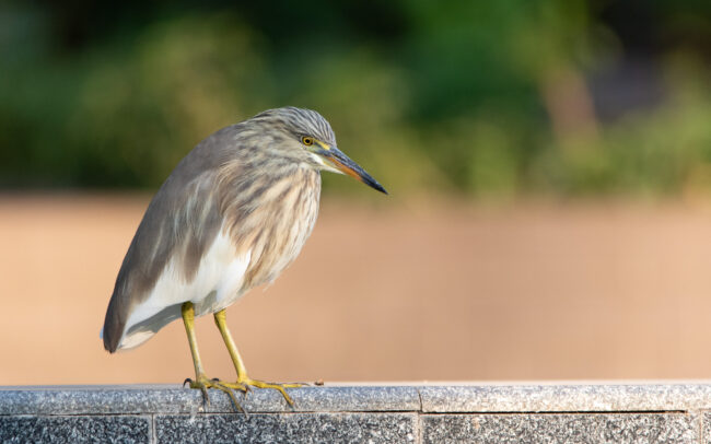 Crabier chinois (Ardeola bacchus - Chinese Pond Heron) - Bangkok - Janvier 2025