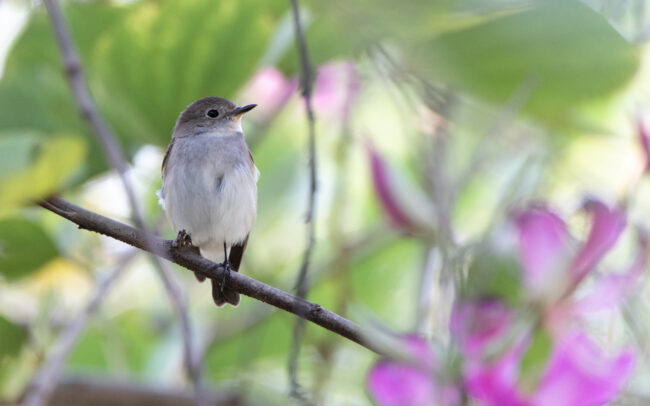 Gobemouche de la taïga (Ficedula albicilla - Taiga Flycatcher) - Bangkok - Janvier 2025