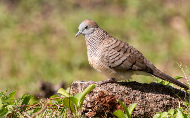 Géopélie zébrée (Geopelia striata - Zebra Dove) - Bangkok - Janvier 2025