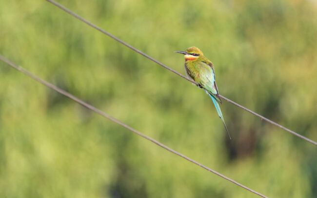 Guêpier à queue d'azur (Merops philippinus - Blue-tailed Bee-eater) - Bangkok - Janvier 2025