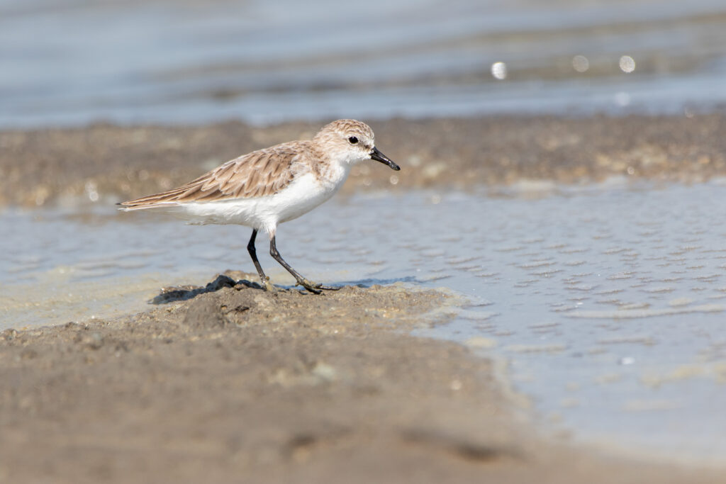 Bécasseau à cou roux (Calidris ruficollis - Red-necked Stint) - Pak Thale - Janvier 2025