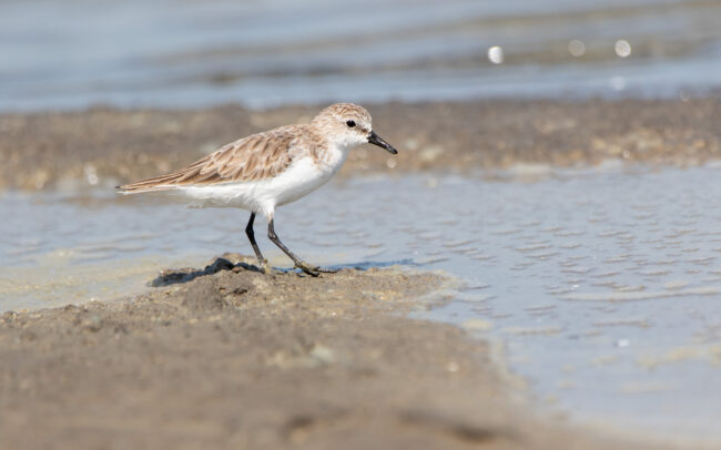 Bécasseau à cou roux (Calidris ruficollis - Red-necked Stint) - Pak Thale - Janvier 2025