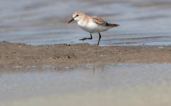 Bécasseau à cou roux 2 (Calidris ruficollis - Red-necked Stint) - Pak Thale - Janvier 2025