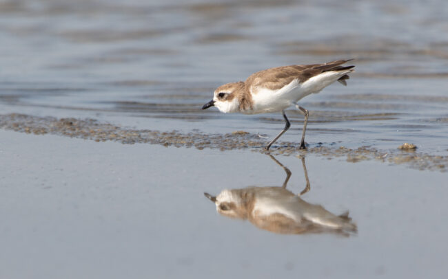 Pluvier du Tibet (Anarhynchus atrifrons - Tibetan Sand Plover) - Pak Thale - Janvier 2025