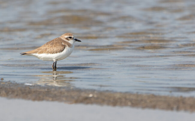 Pluvier du Tibet 2 (Anarhynchus atrifrons - Tibetan Sand Plover) - Pak Thale - Janvier 2025