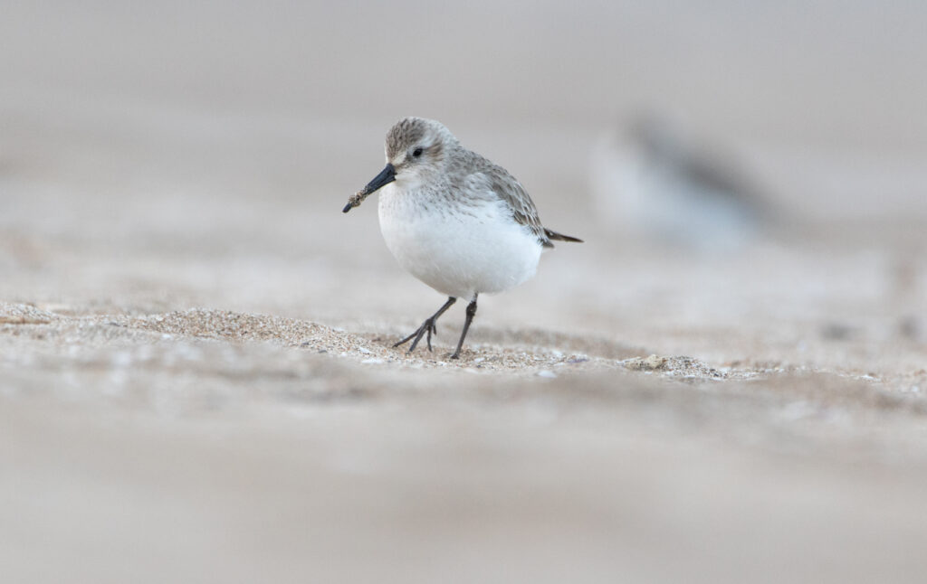 Bécasseau variable (Calidris alpina - Dunlin) - Sant Pere Pescador