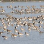 Effectifs d'oiseaux Pak Thale