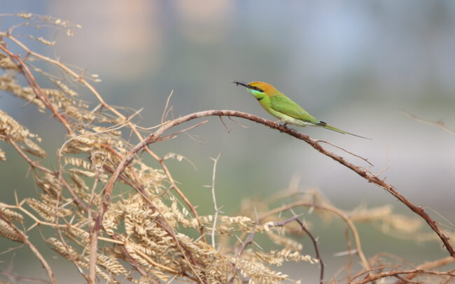 Guêpier d'Orient (Merops orientalis - Asian Green Bee-eater) - Laem Pak Bia (Abandonned Building) - Janvier 2025
