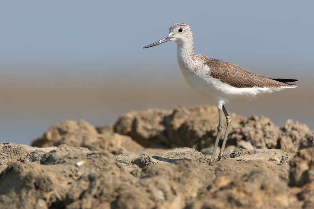 Chevalier aboyeur (Tringa nebularia - Common Greenshank) - Pak Thale - Janvier 2025