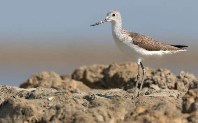 Chevalier aboyeur (Tringa nebularia - Common Greenshank) - Pak Thale - Janvier 2025