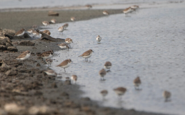 Bécasseau spatule (Calidris pygmaea - Spoon-billed Sandpiper) - Pak Thale - Janvier 2025