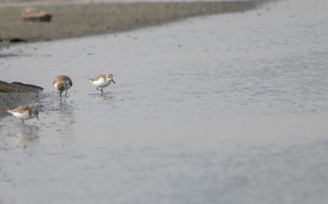 Bécasseau spatule 2 (Calidris pygmaea - Spoon-billed Sandpiper) - Pak Thale - Janvier 2025