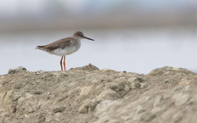 Chevalier gambette (Tringa totanus - Common Redshank) - Laem Pak Bia - Janvier 2025