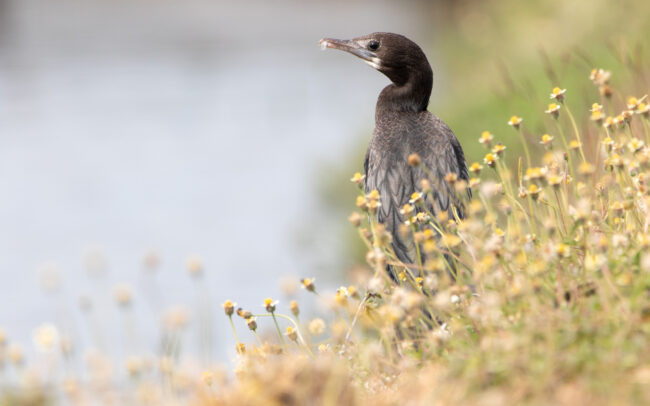 Cormoran de Vieillot (Microcarbo niger - Little Cormorant) 2 - Laem Pak Bia - Janvier 2025
