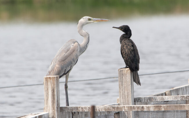 Cormoran à cou brun (Phalacrocorax fuscicollis - Indian Cormorant) et Héron Cendré - Laem Pak Bia - Janvier 2025