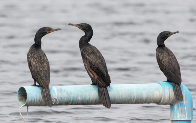 Cormoran à cou brun (Phalacrocorax fuscicollis - Indian Cormorant) 3 - Laem Pak Bia - Janvier 2025