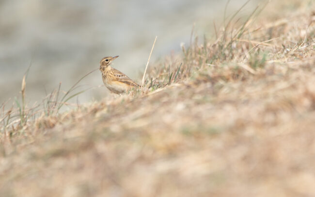 Pipit rousset (Anthus rufulus - Paddyfield Pipit) - Laem Pak Bia - Janvier 2025