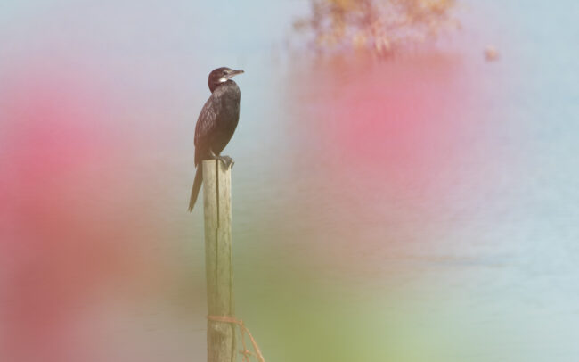 Cormoran de Vieillot (Microcarbo niger - Little Cormorant) - Laem Pak Bia - Janvier 2025