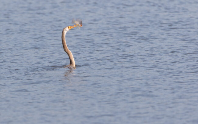 Anhinga roux (Anhinga melanogaster - Oriental Darter) - Laem Pak Bia - Janvier 2025