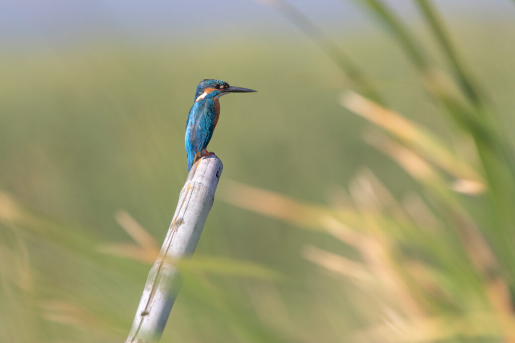 Martin-pêcheur d'Europe (Alcedo atthis - Common Kingfisher) - Khao Sam Roi Yot - Janvier 2025