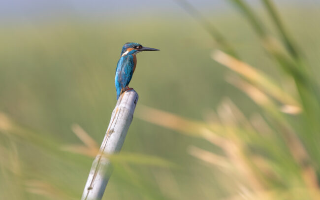 Martin-pêcheur d'Europe (Alcedo atthis - Common Kingfisher) - Khao Sam Roi Yot - Janvier 2025