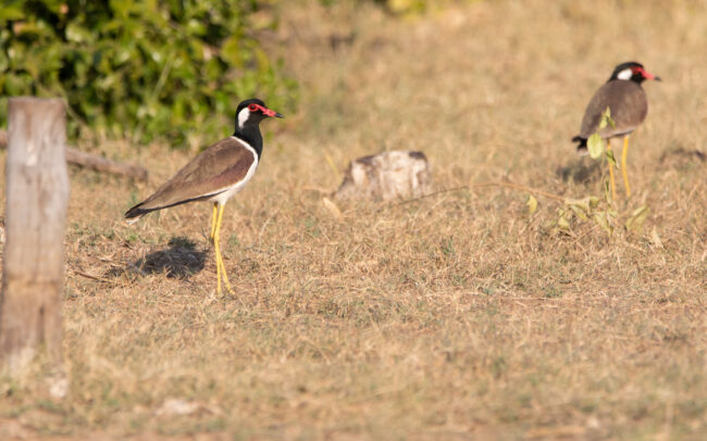 Vanneau indien (Vanellus indicus - Red-wattled Lapwing) - Khao Sam Roi Yot - Janvier 2025