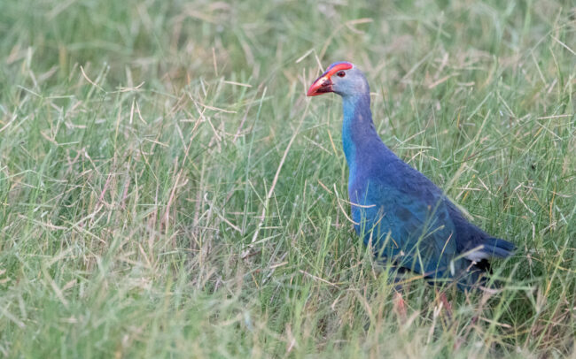Talève à tête grise (Porphyrio poliocephalus - Grey-headed Swamphen) - Khao Sam Roi Yot - Janvier 2025
