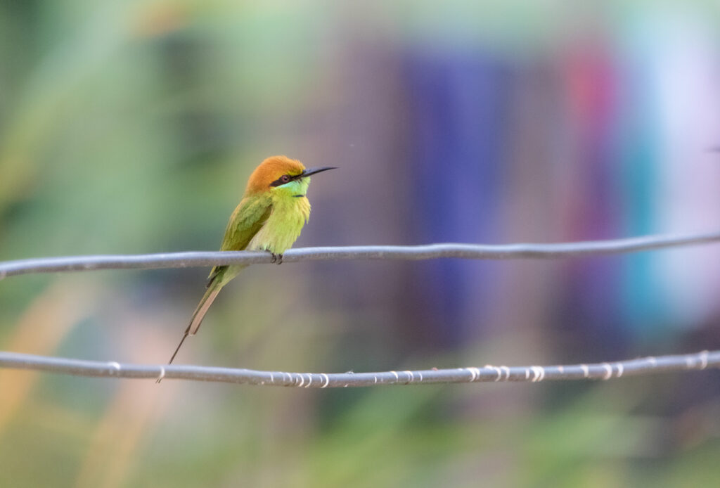 Guêpier d'Orient (Merops orientalis - Asian Green Bee-eater) - Khao Sam Roi Yot - Janvier 2025