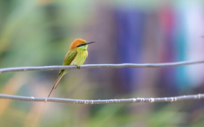 Guêpier d'Orient (Merops orientalis - Asian Green Bee-eater) - Khao Sam Roi Yot - Janvier 2025