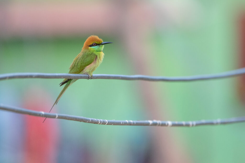 Guêpier d'Orient (Merops orientalis - Asian Green Bee-eater) 2 - Khao Sam Roi Yot - Janvier 2025