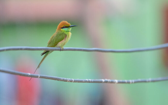 Guêpier d'Orient (Merops orientalis - Asian Green Bee-eater) 2 - Khao Sam Roi Yot - Janvier 2025