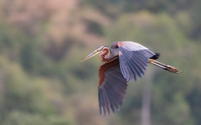 Héron pourpré (Ardea purpurea - Purple Heron) - Khao Sam Roi Yot - Janvier 2025