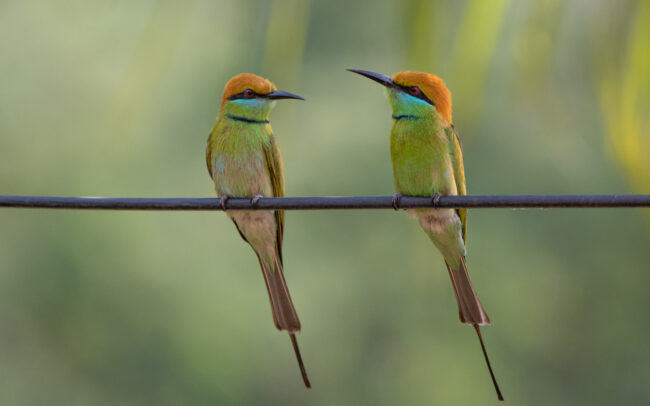 Guêpiers d'Orient (Merops orientalis - Asian Green Bee-eater)